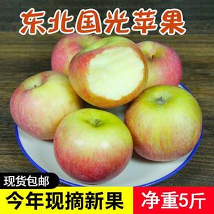 小国光苹果笨果新鲜水果正宗国光苹果瓦房店不打蜡不套袋 5斤包邮