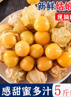 2025现摘东北姑娘果新鲜大果菇娘果当季水果黄灯笼果5斤姑鸟云南