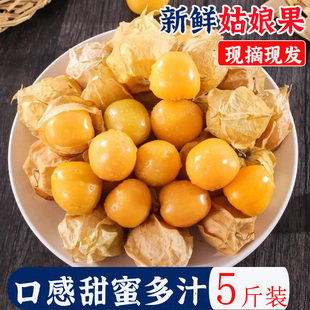 2025现摘东北姑娘果新鲜大果菇娘果当季水果黄灯笼果5斤姑鸟云南
