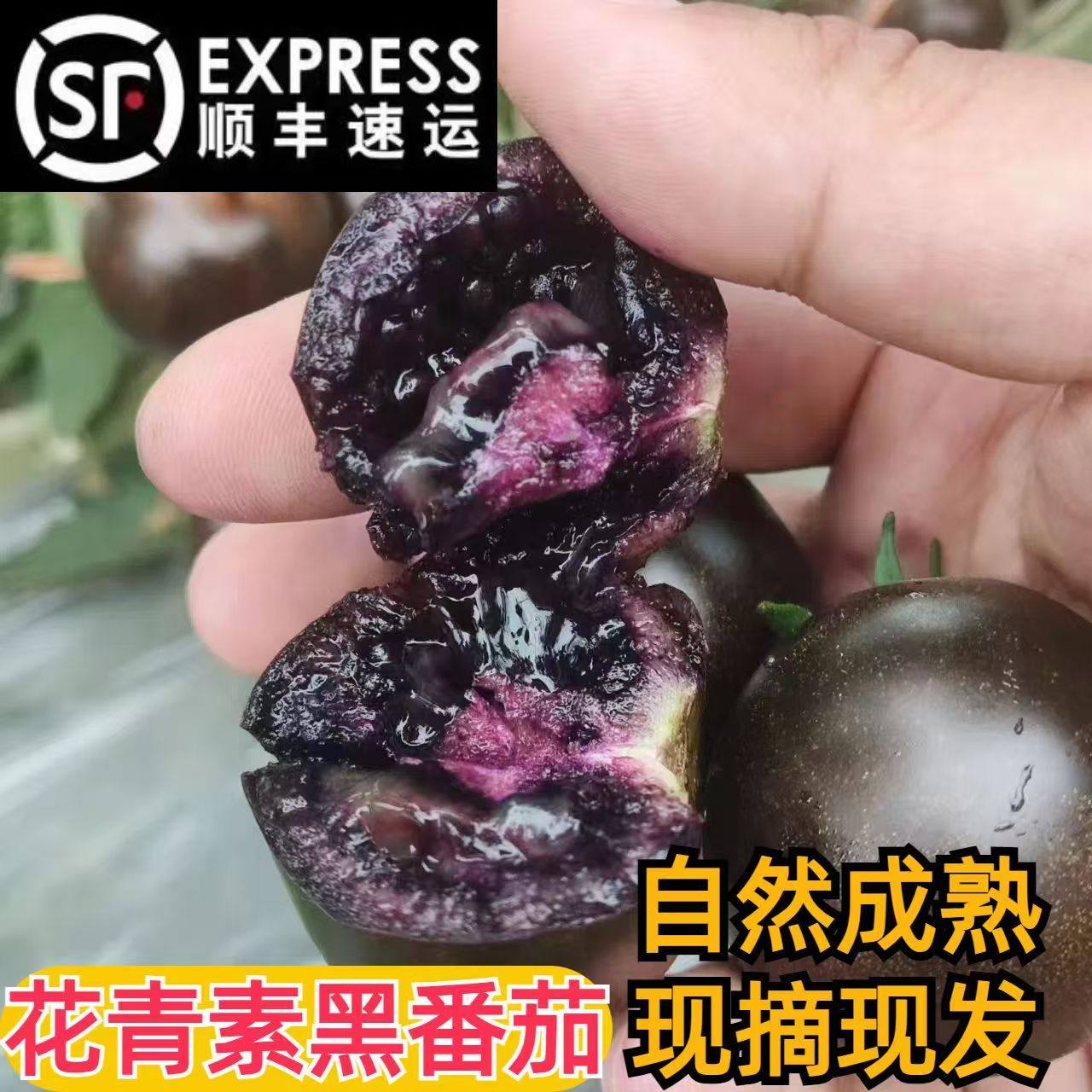 山东寿光黑玫瑰小番茄新鲜现摘黑紫色圣女果花青素孕妇水果黑番茄,水产肉类/新鲜蔬果/熟食,番茄,淘宝优惠券,粉丝福利购,淘宝优惠卷