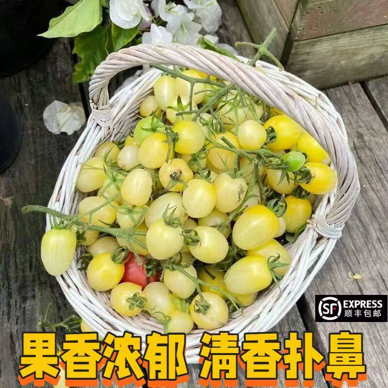 顺丰包邮白色小番茄新鲜现摘白展堂奶油小柿子白妃樱桃圣女果生吃