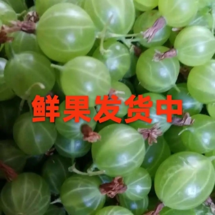 包邮新鲜灯笼果鲜果酸浆果野生山石榴野葡萄水果包邮现摘现发