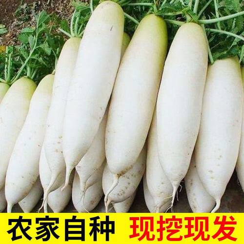 现挖现发新鲜白萝卜新鲜蔬菜农家脆甜白萝卜腌菜泡菜洗净不带泥