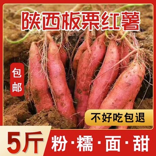 正宗陕西临潼板栗红薯农家自种新鲜番薯地瓜沙地板栗薯蜜薯小香薯