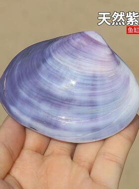 天然海螺紫色双壳紫蛤鱼缸