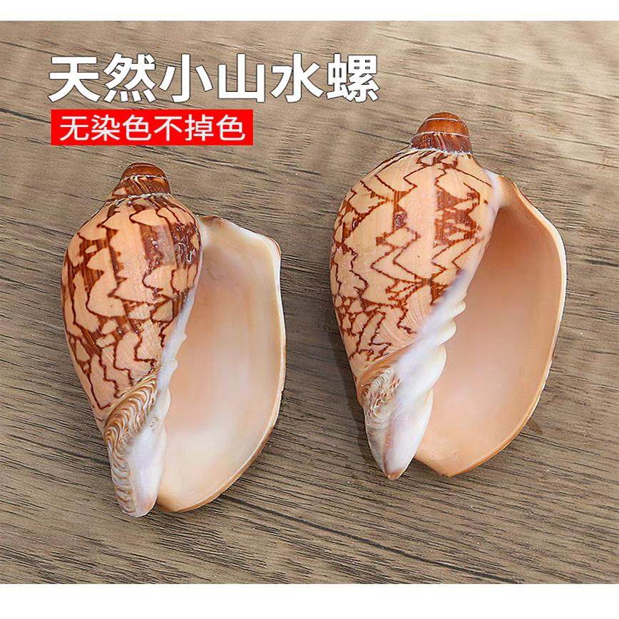 天然海螺贝壳山水螺风景螺寄居蟹替换壳鱼缸水族造景装饰家居摆件