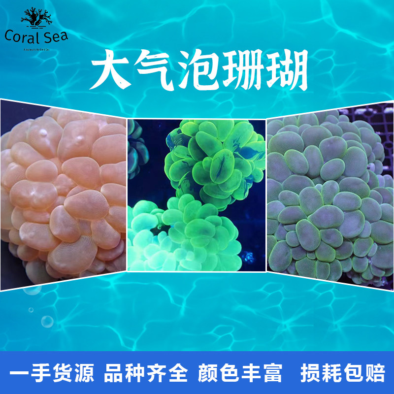猫眼气泡白气泡绿气泡粉红珊瑚荧光珊瑚活体lps软体生物包邮包损