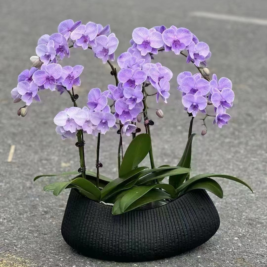 蝴蝶兰花盆大口径极简