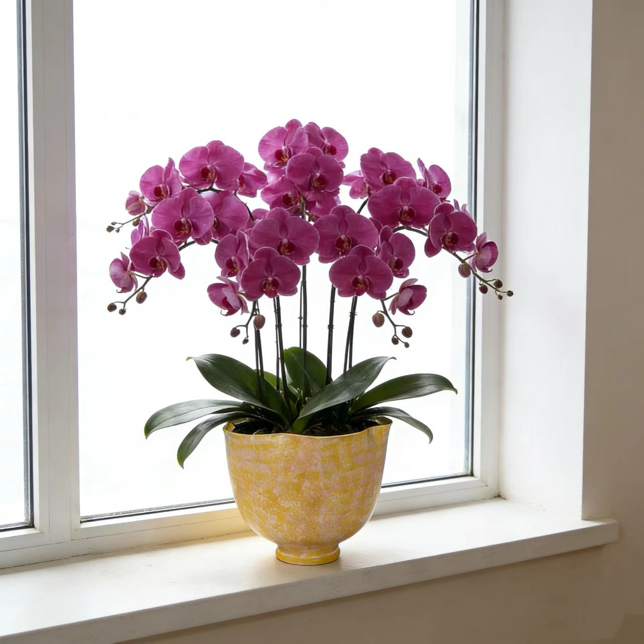 特大号蝴蝶兰花盆简约轻奢设计创意个性蝴蝶兰百搭花器桌面有孔,鲜花速递/花卉仿真/绿植园艺,花盆,淘宝优惠券,粉丝福利购,淘宝优惠卷