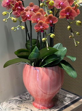 简约花盆大蕙兰蝴蝶兰大口径高端花器植物盆栽高脚盆景网红花器