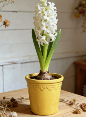 北欧复古釉面花盆帝罗马黄色轻奢蝴蝶兰兰花高档室内陶盆高级感小