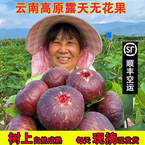 【顺丰空运大果】云南无花果鲜果新鲜现摘大果糖包子孕妇水果