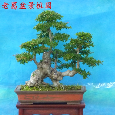 丛林式小叶榆树盆景树实物 年代长 榔榆盆景老桩