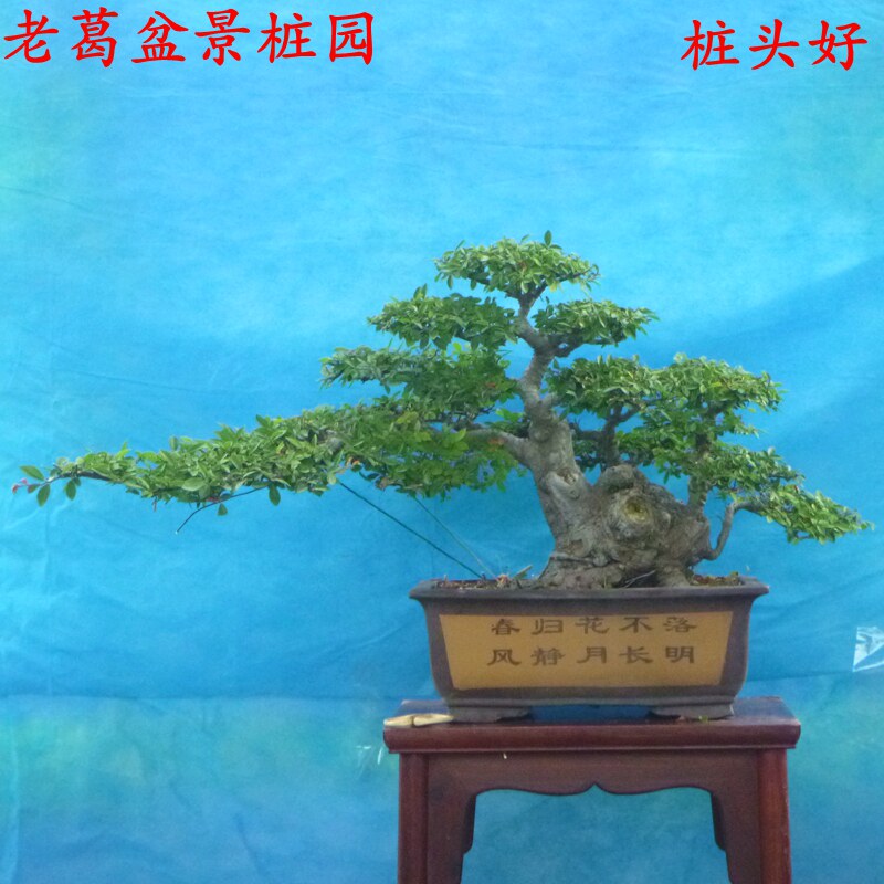 榔榆老桩 实物小叶榆树盆景树桩 桩头好