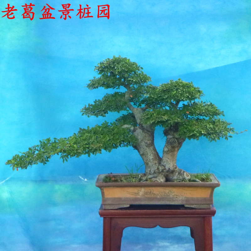 双杆小叶榆树盆景树桩实物 树形好根部好潜力好 榔榆老桩