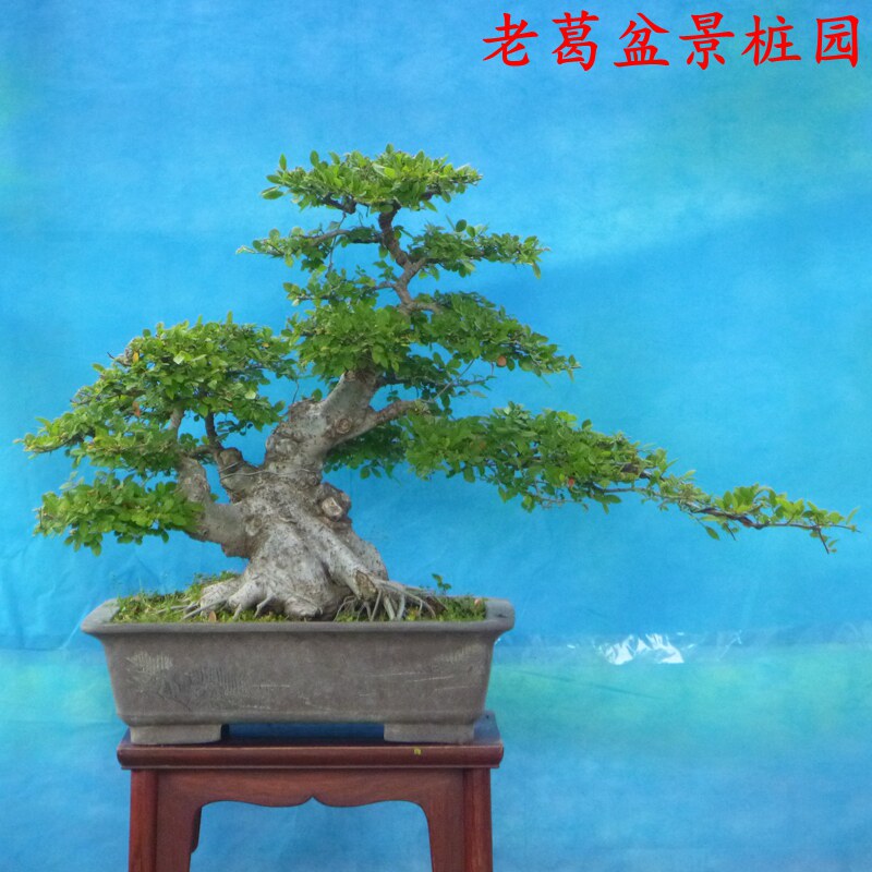 不怕冻实物好耐寒树桩