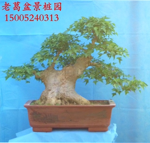小叶三角枫盆景树桩实物 不怕冻耐寒好养盆景