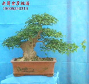 三角枫盆景造型实物 好养不怕冻 枫树树桩