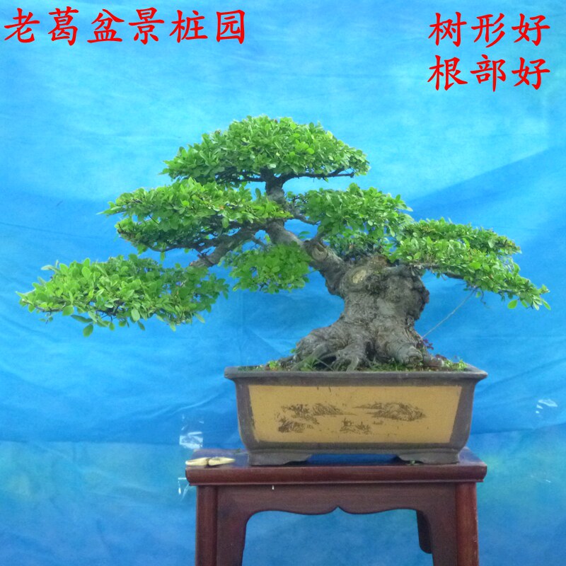 一物一拍小叶包邮好养客厅造型树