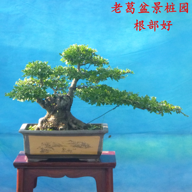 实物拍摄小叶榆树盆景树桩