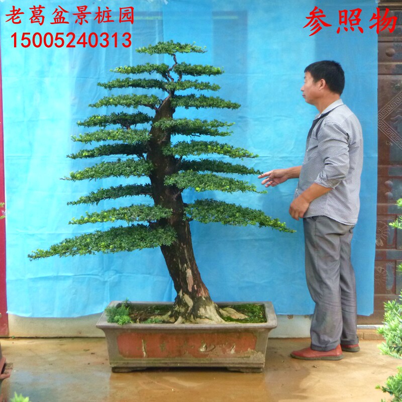 大型珍珠罗汉松盆景造型 实物 桌面绿植