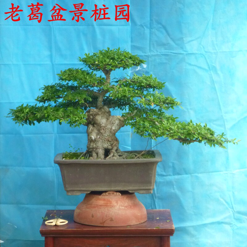 小叶榆树盆景树桩 实物 耐寒不造型盆景