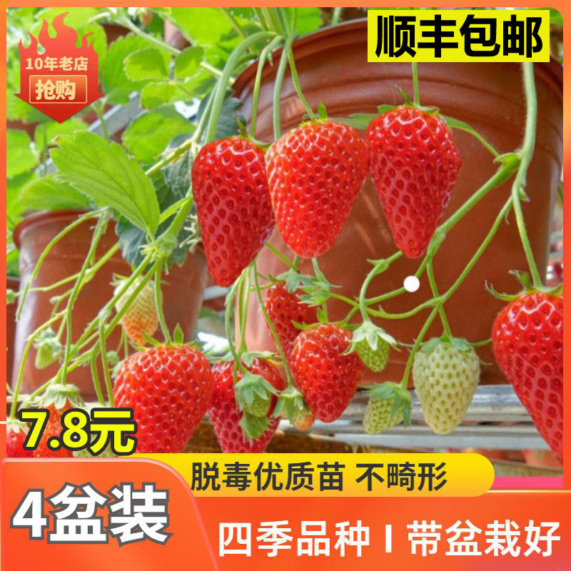 四季草莓苗盆栽食用超甜带土带盆奶油桃熏天使梦之莹超大果树秧苗