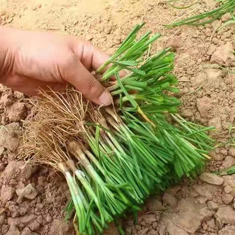 四季韭菜根苗阳台庭院种植苗红紫根食用韭菜苗盆栽种子带土小叶根-封面