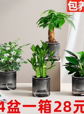 【绿植四件套】发财树九里香金钻栀子花富贵竹桌面植物绿植小盆栽
