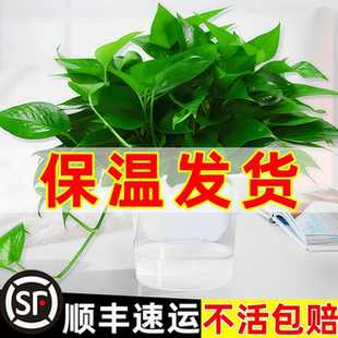 绿萝盆栽室内植物绿罗新房家用水培长藤大叶绿植绿箩 保温发货