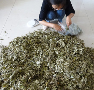 湖北蕲艾泡脚艾草泡澡身体去湿家用艾草包纯艾叶足浴去寒艾叶泡澡
