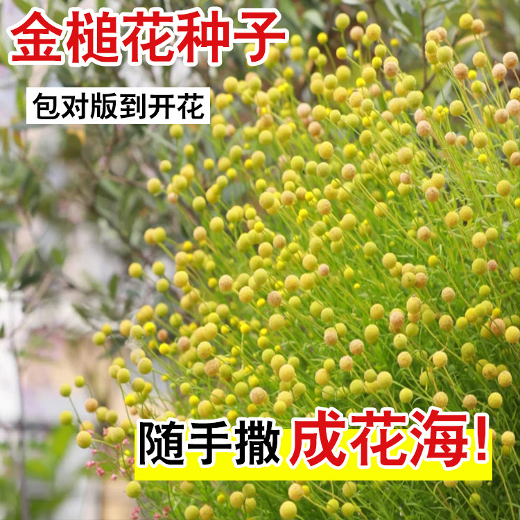 金槌花种子庭院春播花草秋播四季易种室内花卉种子阳台盆栽花籽
