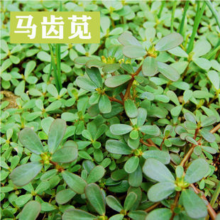 新马齿笕种子保健野菜长寿菜野生食用马齿苋阳台四季种植包邮有机