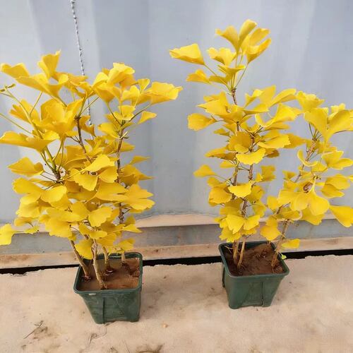 变金色银杏树盆栽5-8颗/盆组栽原土发货室内外桌面小盆景白果树苗