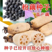 高产食用粉莲藕种子大型荷花种苗稻田池塘泥田深浅水四季 菜莲藕种