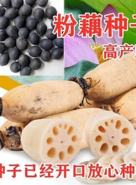 高产食用粉莲藕种子大型荷花种苗稻田池塘泥田深浅水四季菜莲藕种