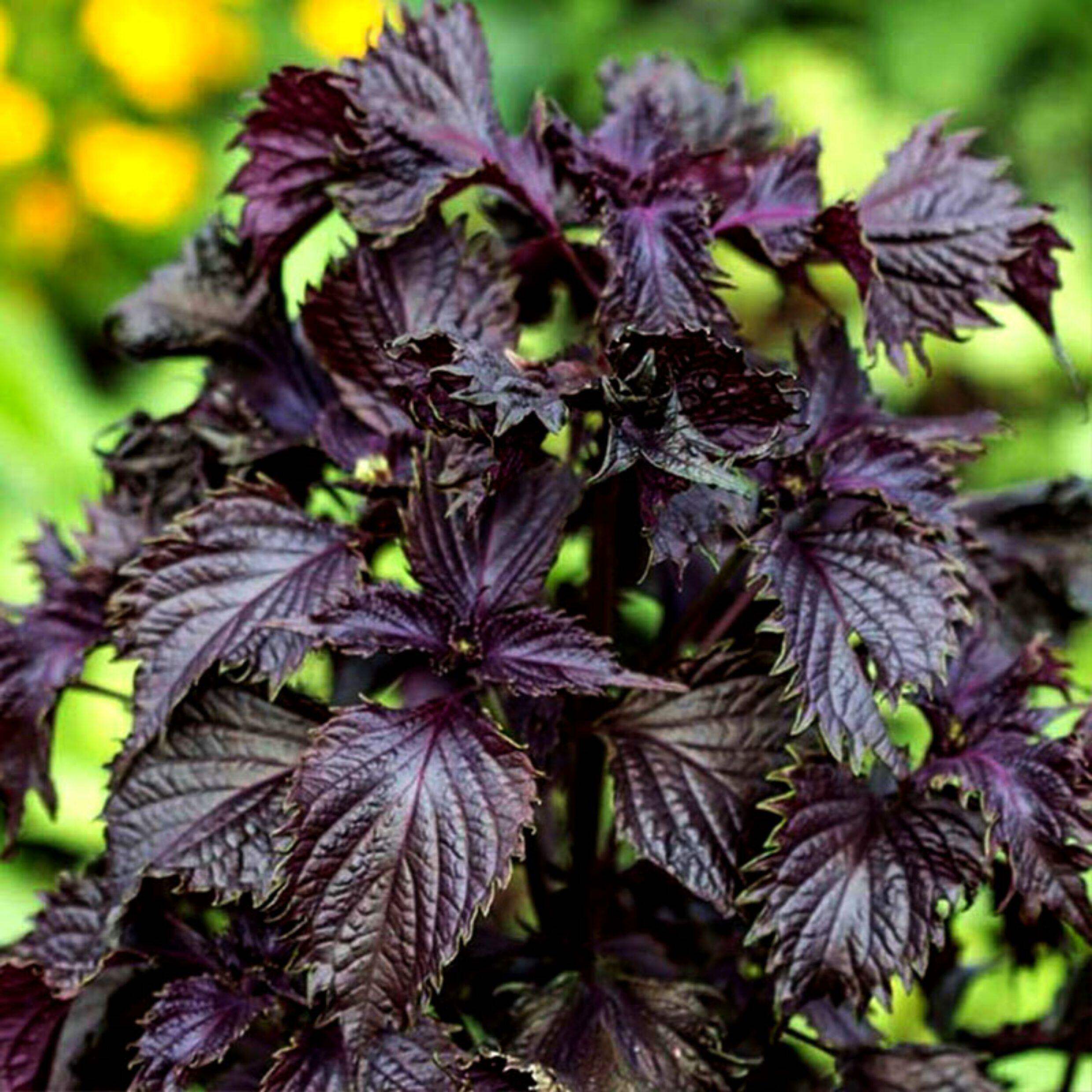 皱叶紫苏种子食用锯齿双面紫叶苏子菜籽蔬菜香草香料阳台盆栽春夏