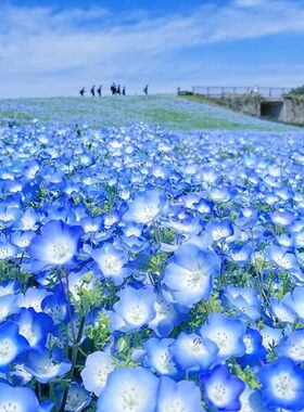 蓝色花卉喜林草花种子室外庭院花园阳台黑便士暴雪播冰岛虞美人籽