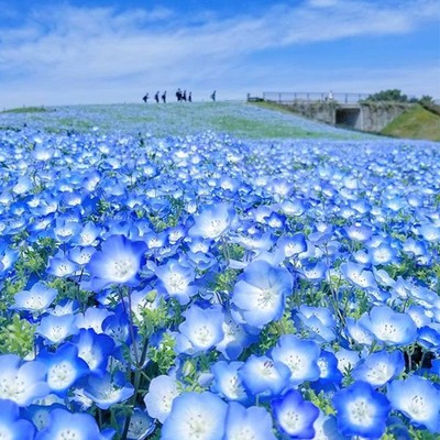 蓝色喜林草花种宿根多年生每年开