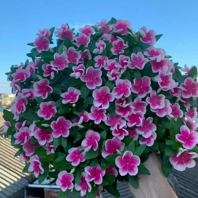 多年生花卉种一次每年开矮生长不高常长春花种子日春花籽室外庭院