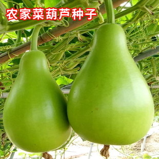 孑 农家菜葫芦种子大瓢葫芦种籽可食用可做瓢室内阳台庭院瓠瓜四季