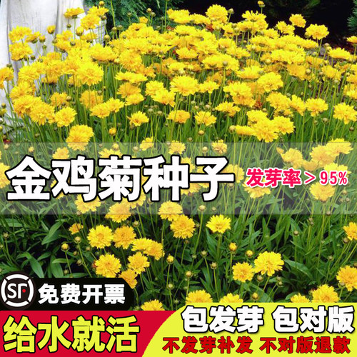 适合乡村道路山公路不管理绿化