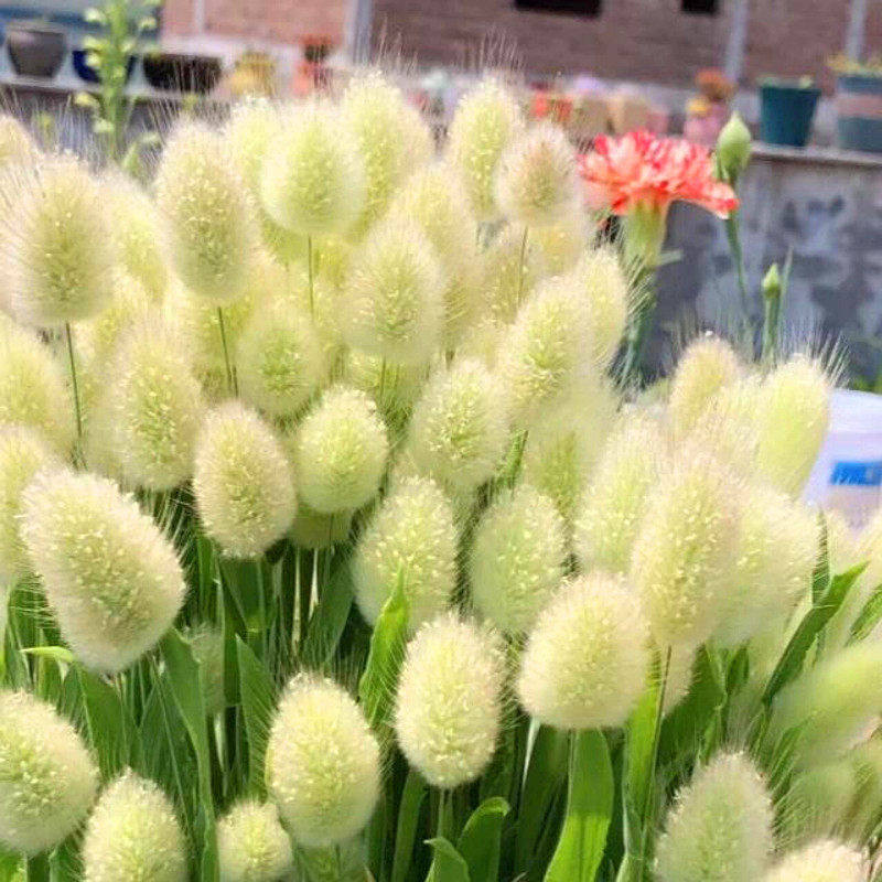 观赏草籽适合庭院花园乡村室外花坛兔尾巴草种子阳台室内盆栽花卉