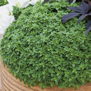 食用驱蚊观赏香草植物水培密叶罗勒种子九层塔籽室外假山常绿耐湿