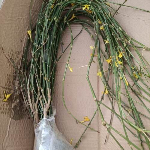 10棵迎春花苗多年生耐寒爬藤植物阳台盆栽庭院宿根春天当年开花