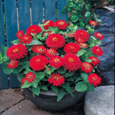 很矮生盆栽百日草花种重瓣大花七彩花种子耐热花期很长室外菊花籽