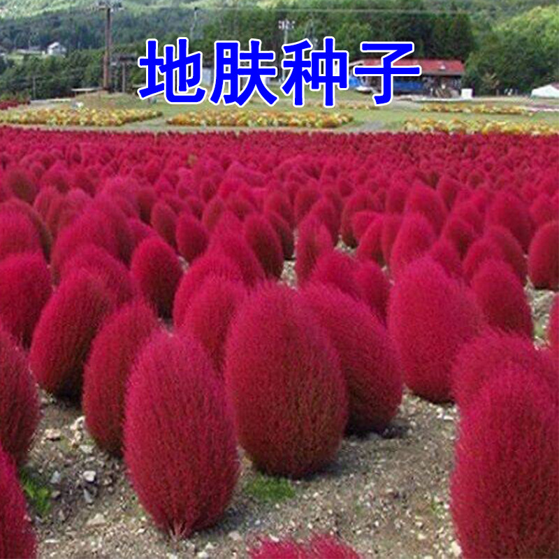 红地肤种子绿地肤扫帚草花籽阳台盆栽植庭院植物观叶花卉花种籽子