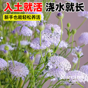 翠珠花种子可切花蕾丝花蓝饰带花籽室外四季阳台种植庭院盆栽种籽