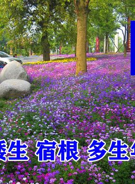 矮生地被花耐旱耐热花期长耐寒宿根多年生细叶美女樱种子耐阴花籽