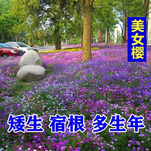 矮生地被花耐旱耐热花期长耐寒宿根多年生细叶美女樱种子耐阴花籽